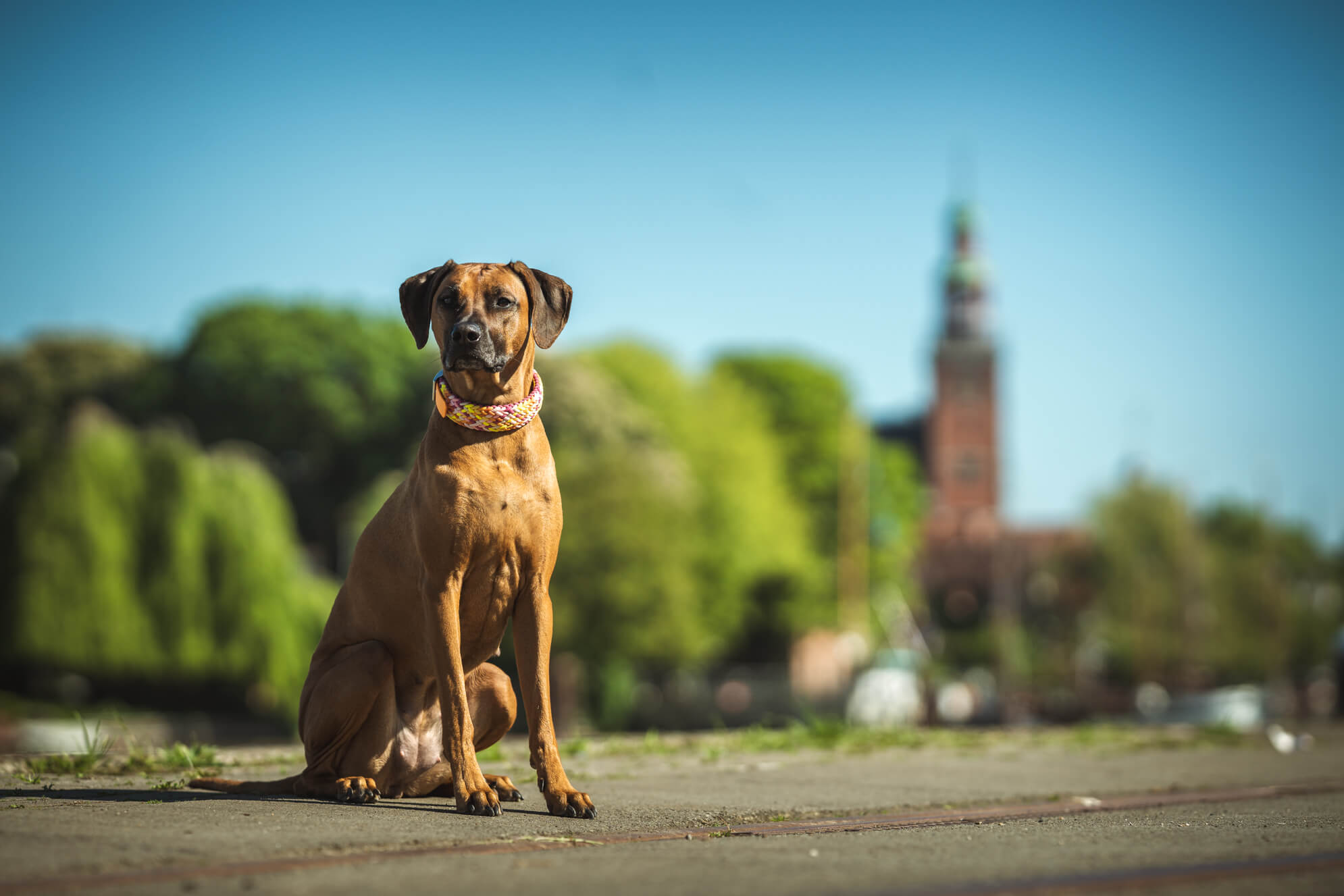 Hundefotografie Ostfriesland Leer